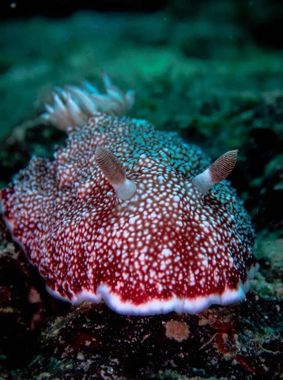 Crocodile Island dive — May 1, 2025