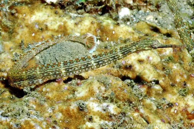 Crocodile Island dive — Jun 28, 2025