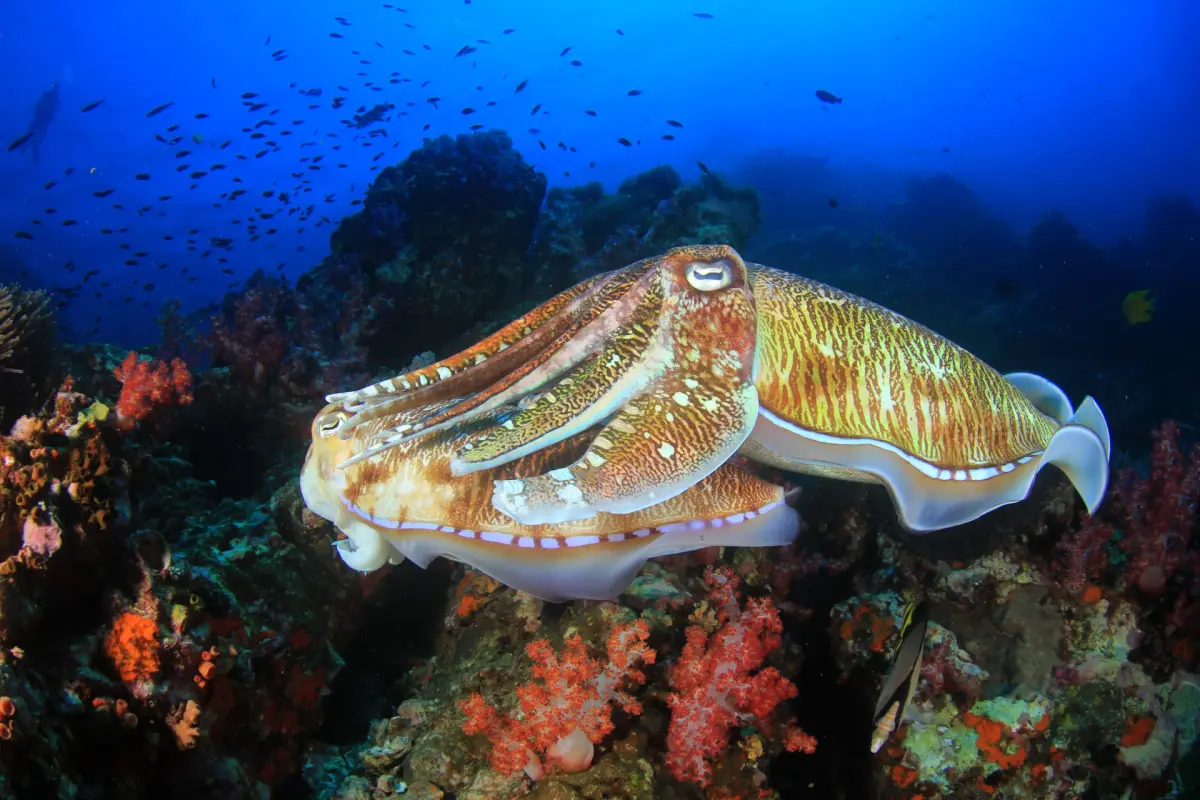 The Cuttlefish: Boracay's Master of Camouflage