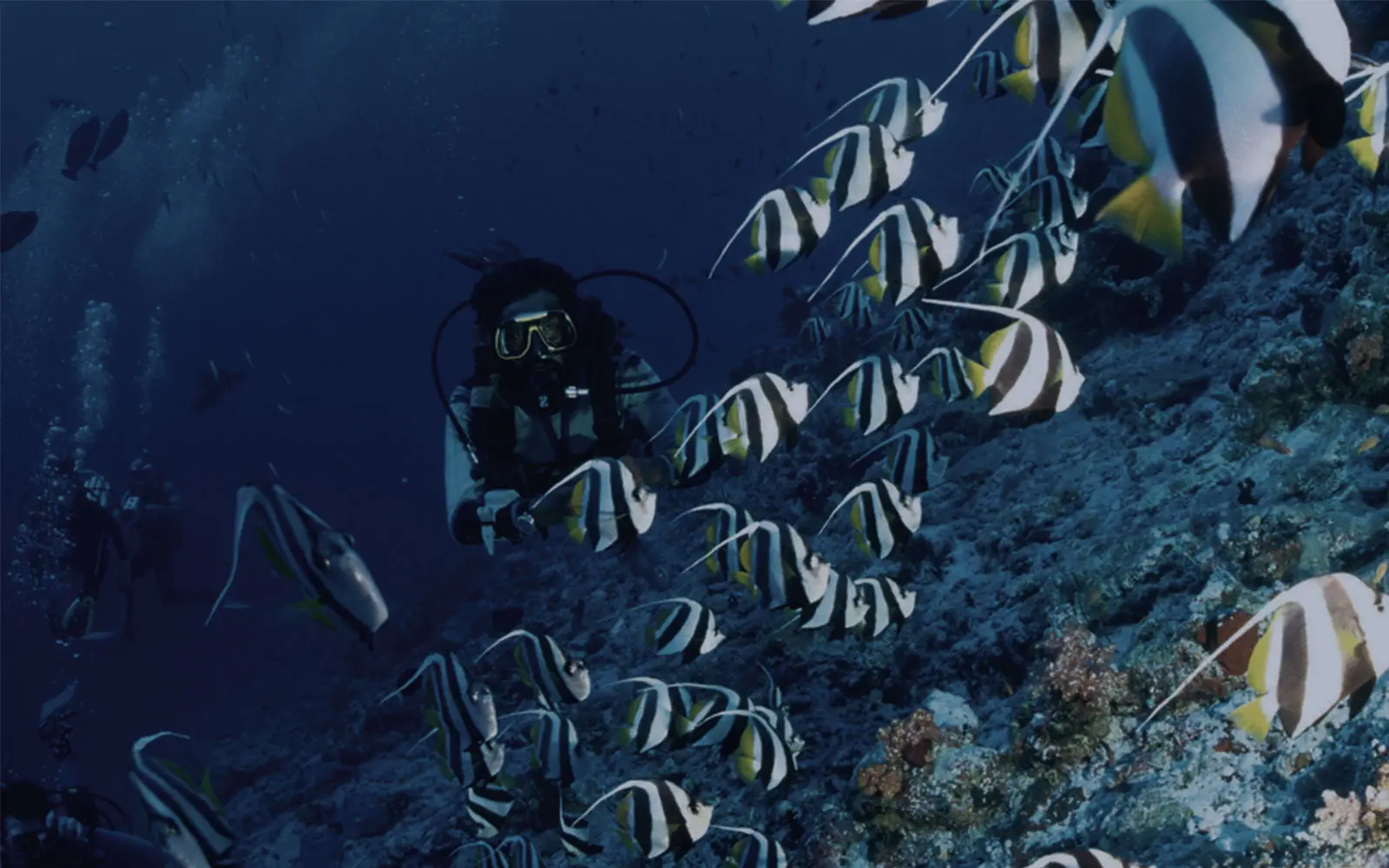 Fun Dive · 7-Dive Pack