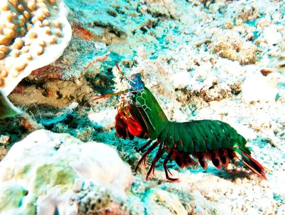 Diniwid dive — Aug 21, 2025