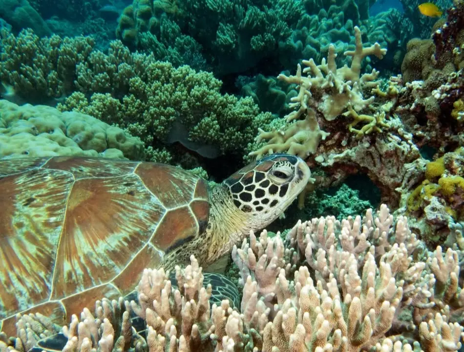 Diniwid dive — Aug 9, 2025
