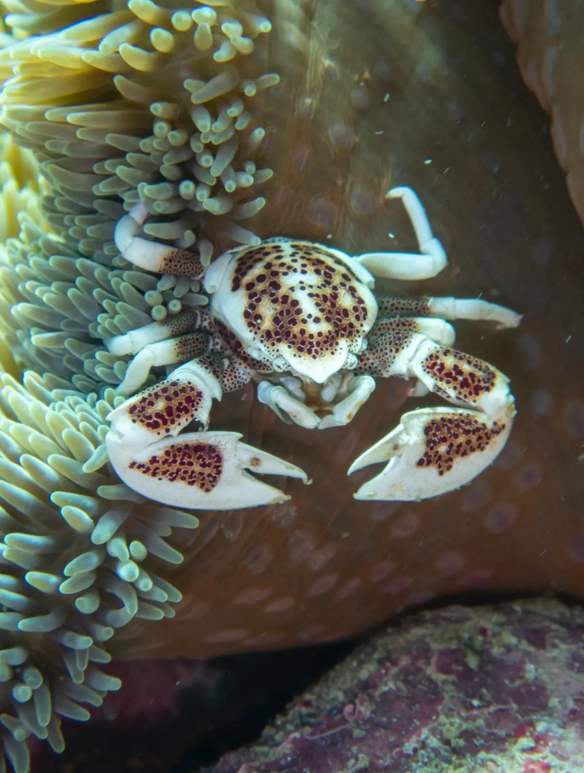 Diniwid dive — Aug 6, 2025