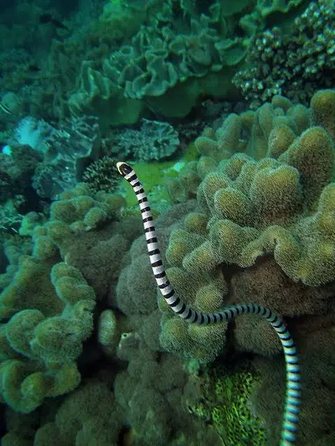 Diniwid dive — Jun 29, 2025