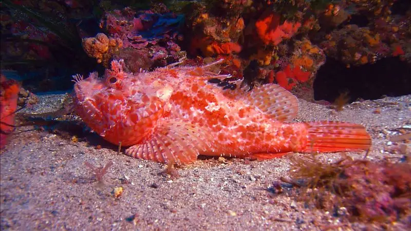 Diniwid dive — Jun 15, 2025