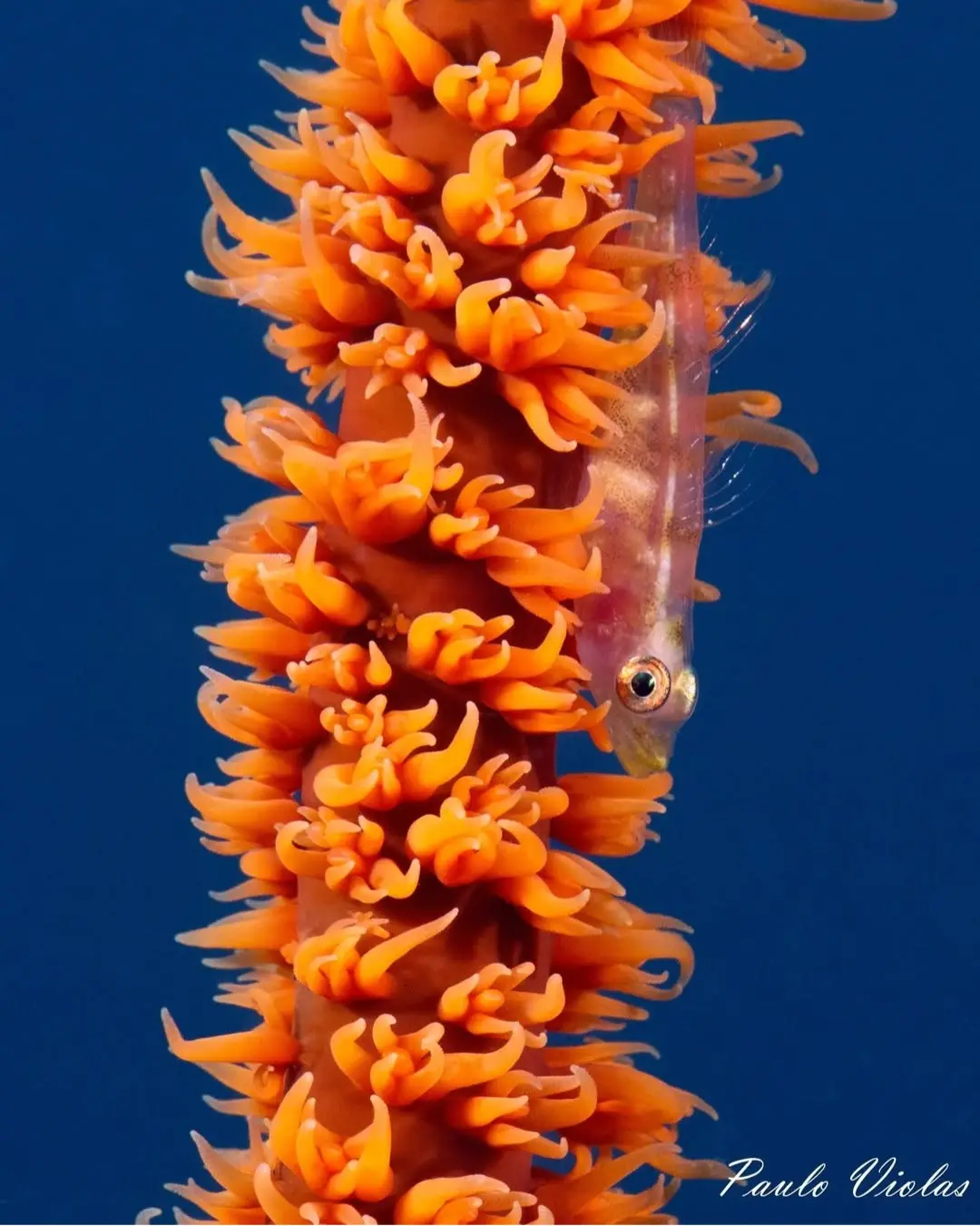 Diniwid dive — May 16, 2025