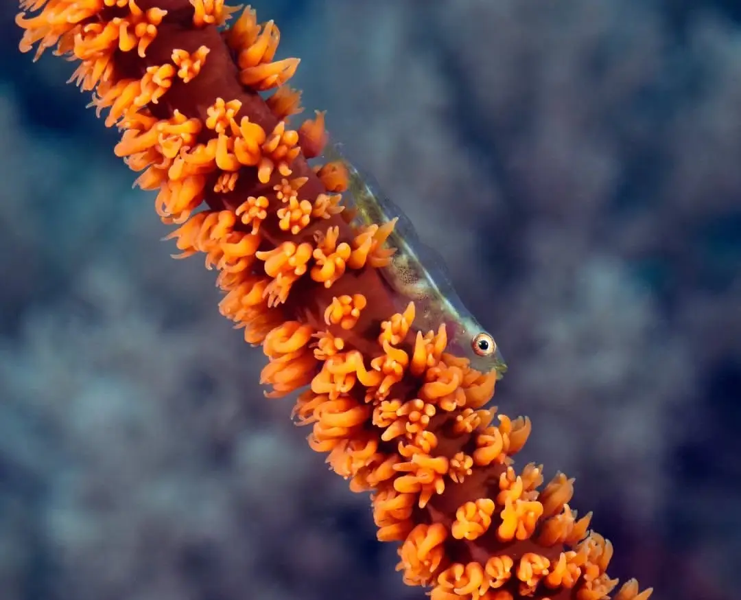 Diniwid dive — Mar 26, 2026