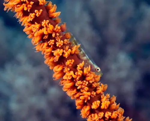 Diniwid dive — March 26, 2026