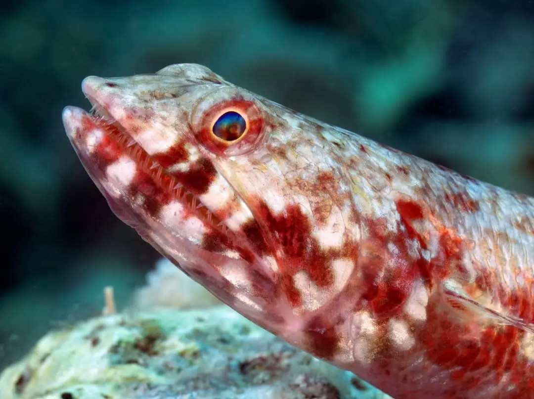 Diniwid dive — Apr 30, 2025