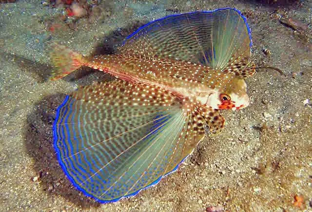 Diniwid dive — Apr 26, 2025