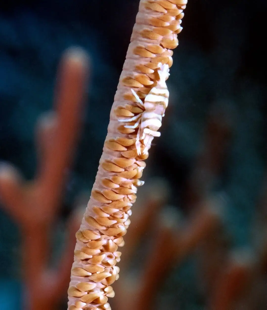 Diniwid dive — Apr 10, 2025