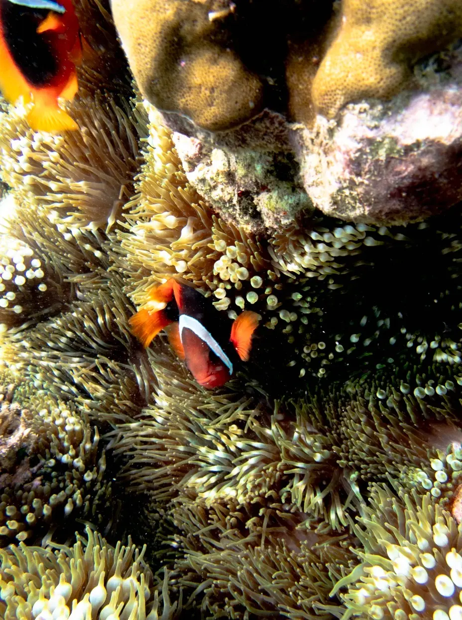Diniwid dive — Mar 30, 2025