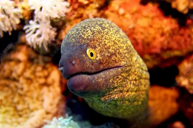 Diniwid dive — Mar 17, 2025