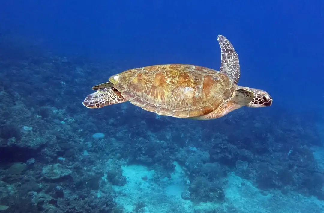 Diniwid dive — Feb 4, 2026