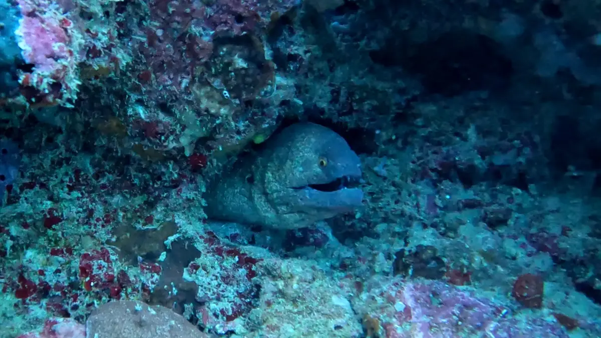 Diniwid dive — Dec 18, 2024