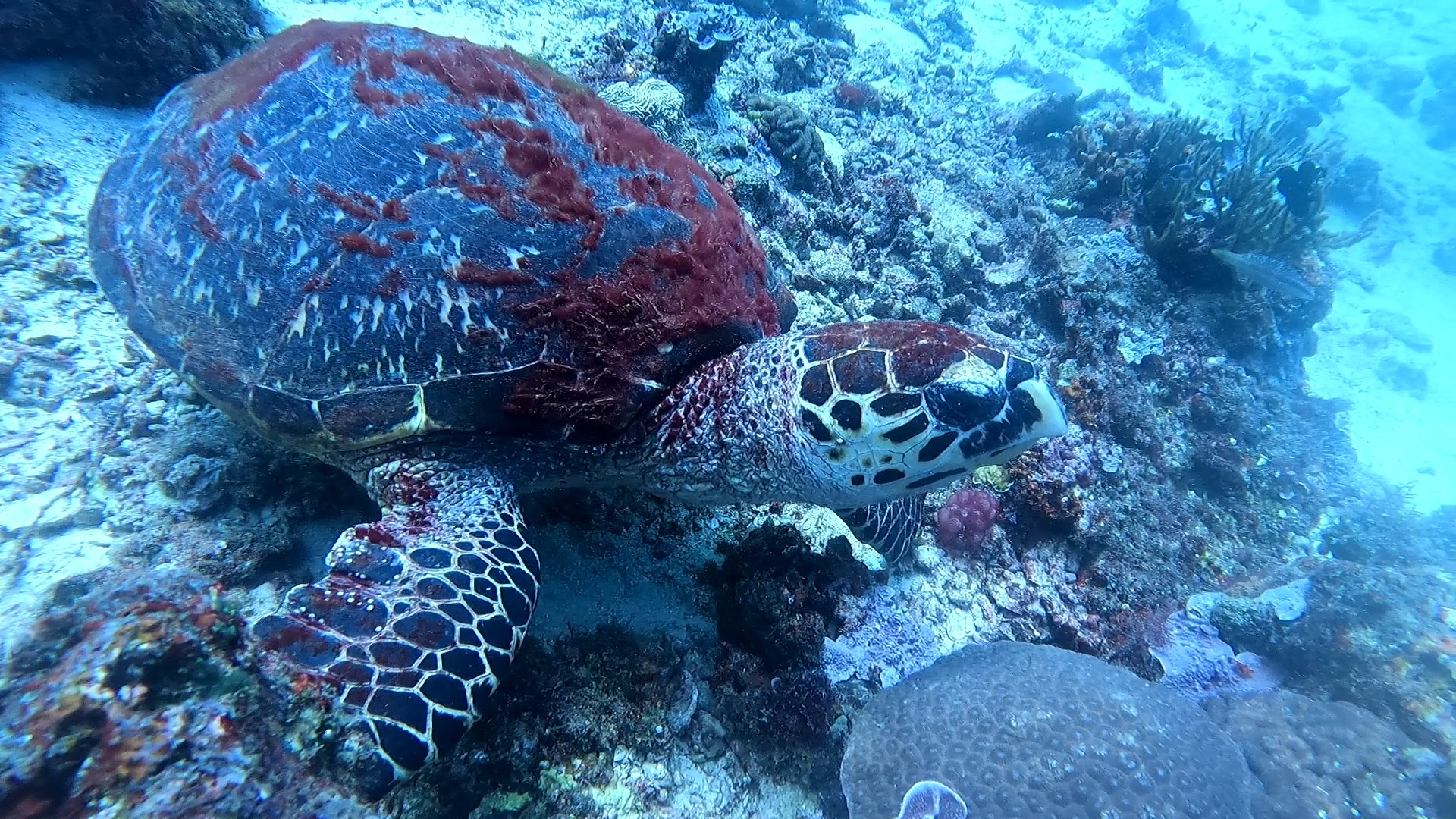 Diniwid dive — Dec 14, 2024