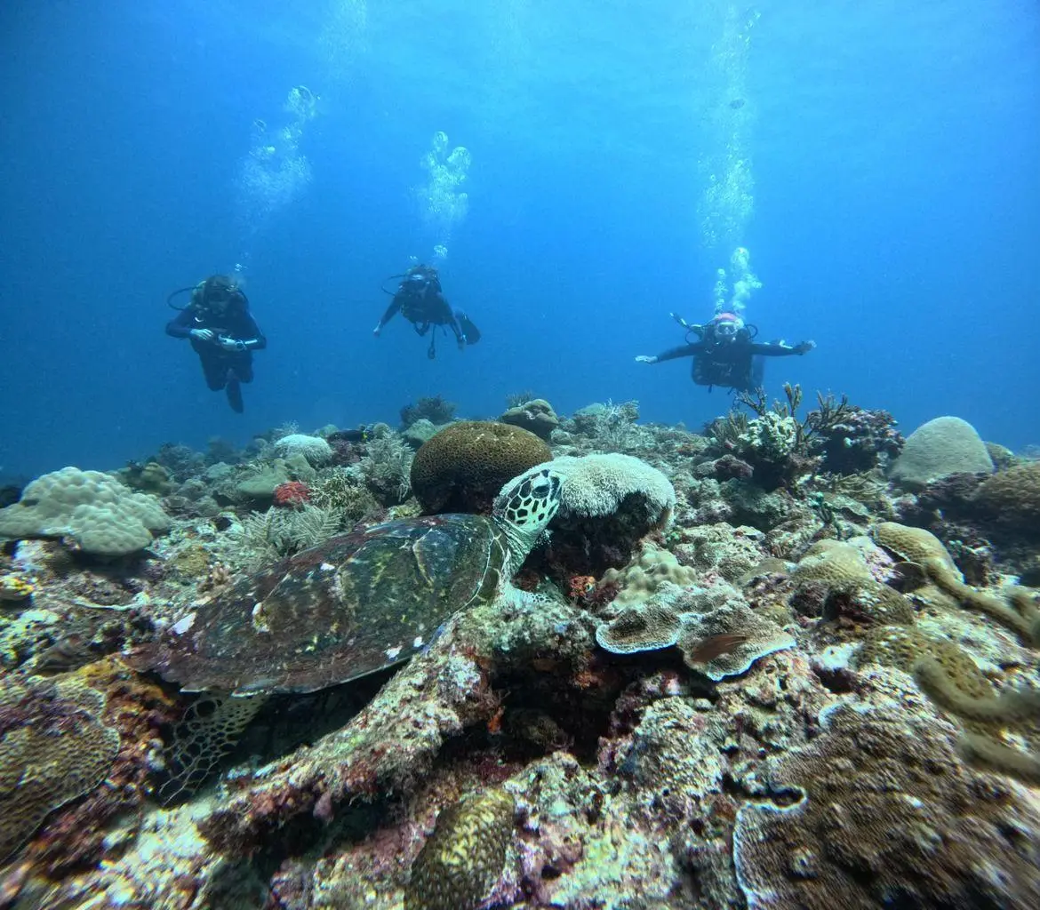 Diniwid dive — Nov 26, 2024