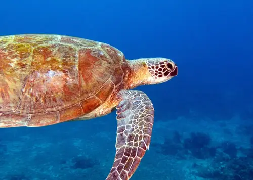 Diniwid dive — December 10, 2025