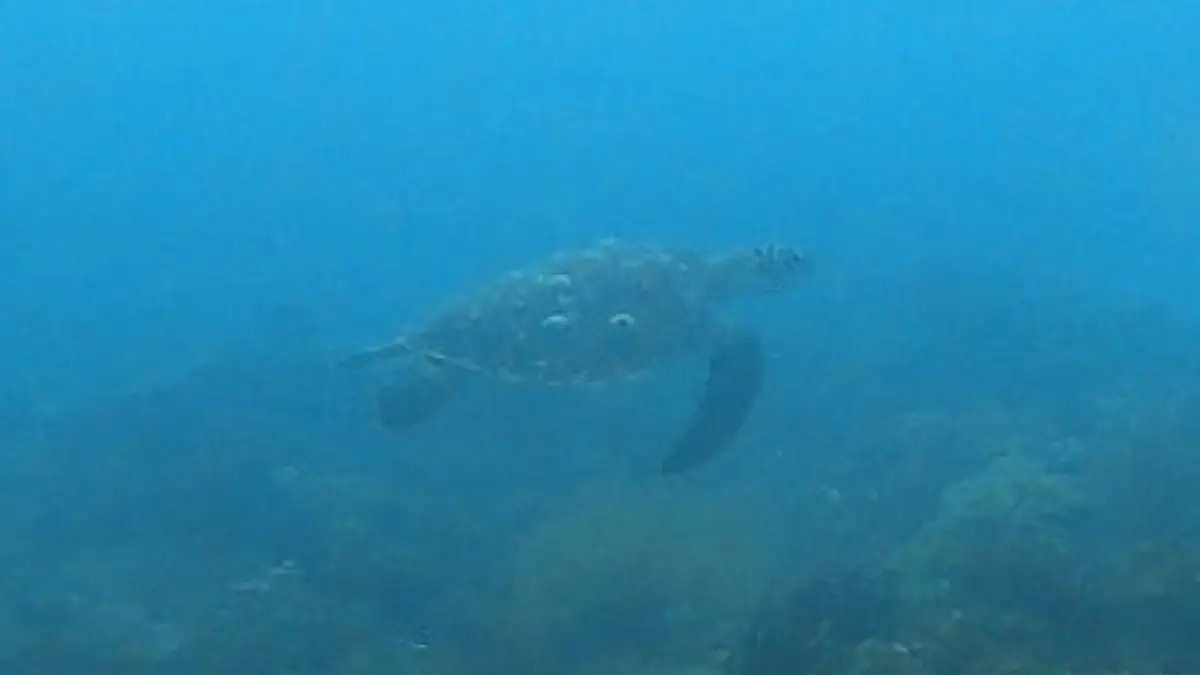 Diniwid dive — Nov 2, 2024