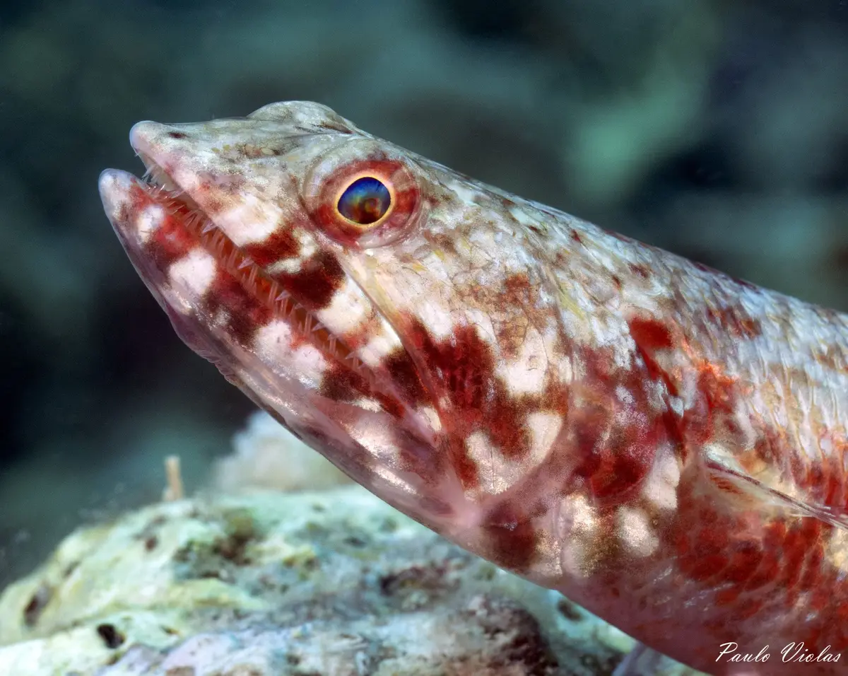 Diniwid dive — Oct 18, 2024