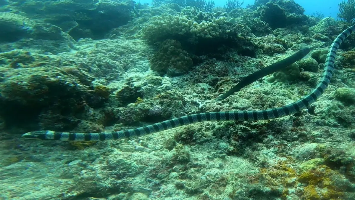 Diniwid dive — Oct 15, 2024