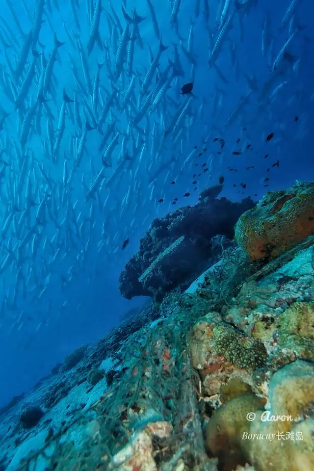 Diniwid dive — Jun 25, 2024