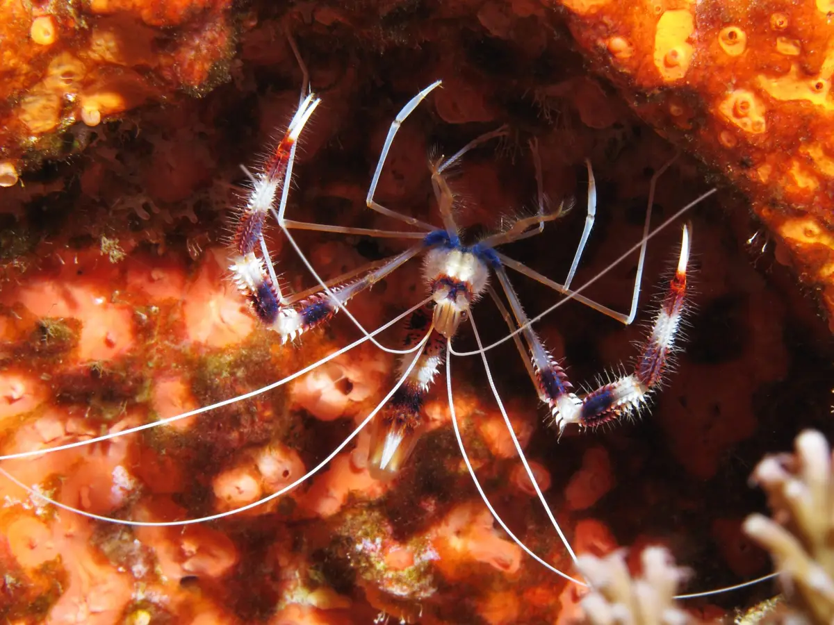Diniwid dive — Dec 6, 2025