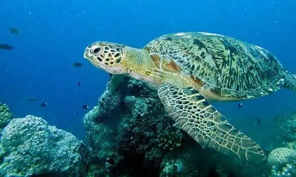 Diniwid dive — Nov 21, 2025