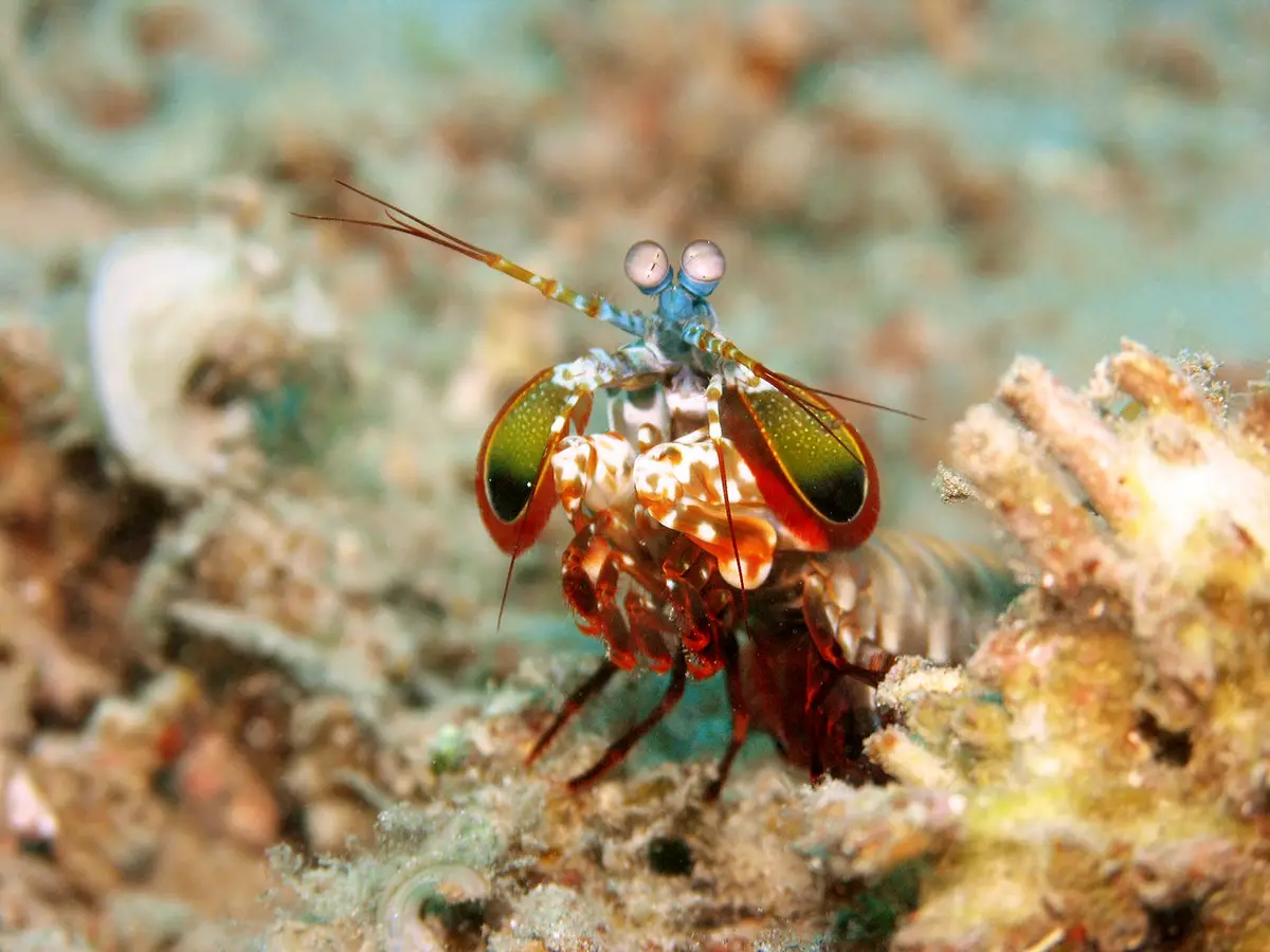Diniwid dive — Nov 12, 2025