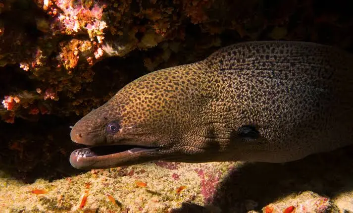 Diniwid dive — Nov 7, 2025