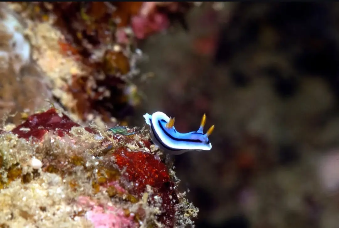 Diniwid dive — Apr 5, 2026
