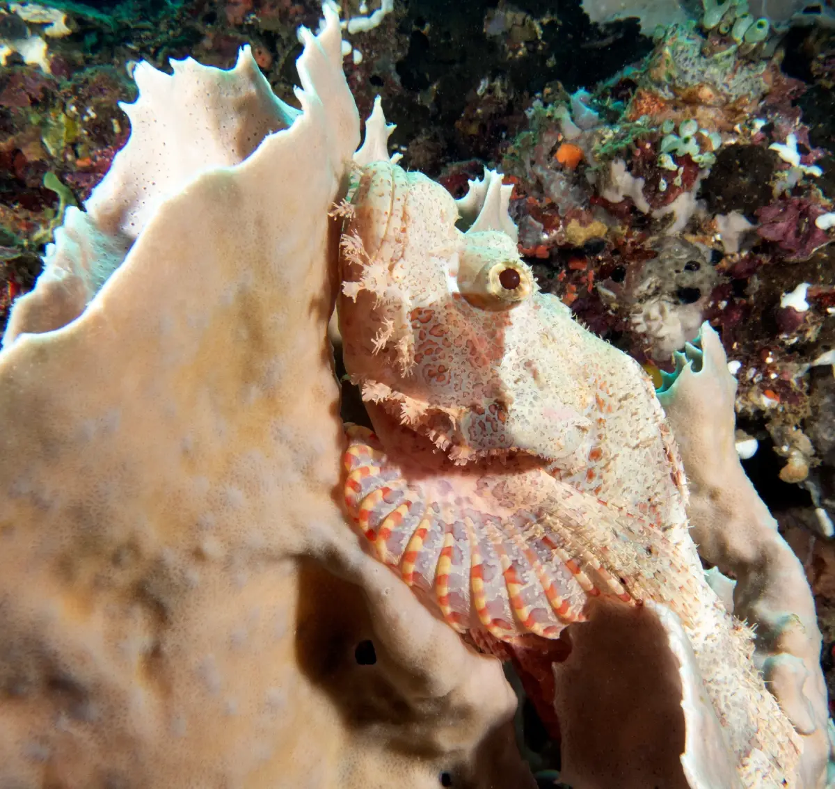 Boracay Dive Sites Uncovered: 5 Hidden Gems for Divers
