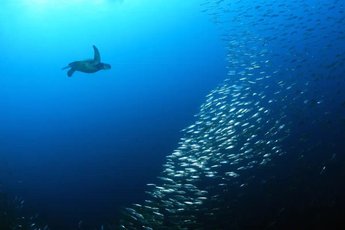 A Beginner's Guide to Drift Diving in Boracay