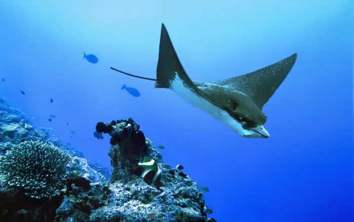Yapak dive site, Boracay — photo 3