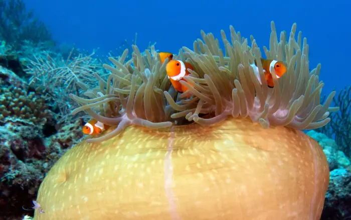 Balinghai dive site, Boracay — photo 3