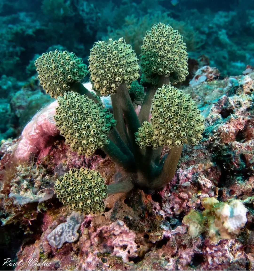 Friday's Reef dive — May 17, 2025