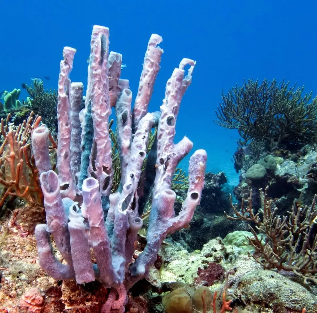 Friday's Reef dive — Apr 27, 2025