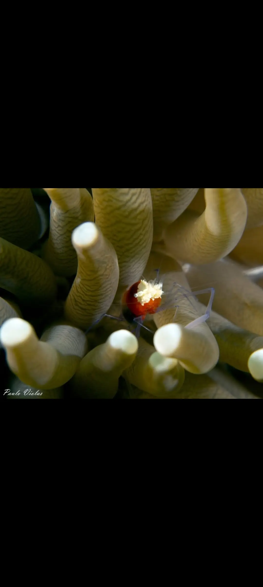 Friday's Reef dive — Apr 18, 2025