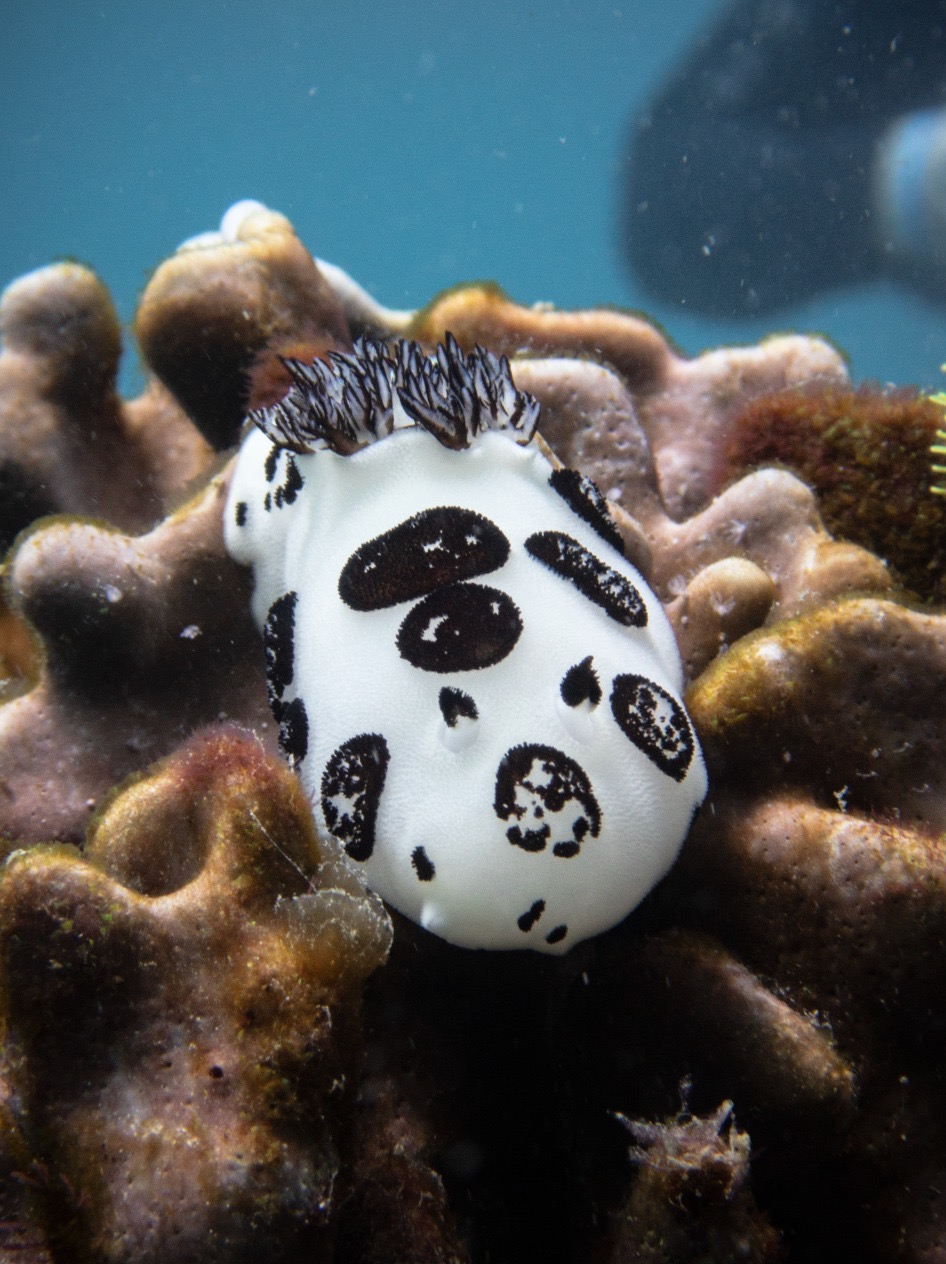Friday's Reef dive — Mar 29, 2025
