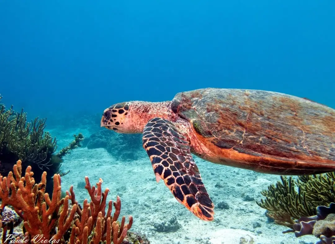 Friday's Reef dive — Feb 25, 2025