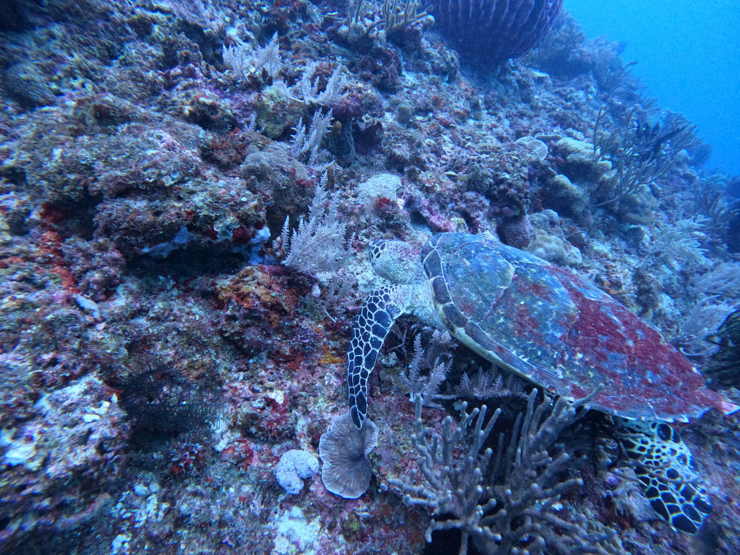 Friday's Reef dive — Dec 23, 2024