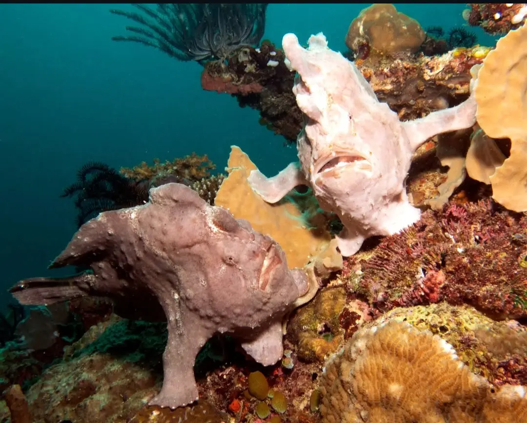 Friday's Reef dive — Dec 16, 2025