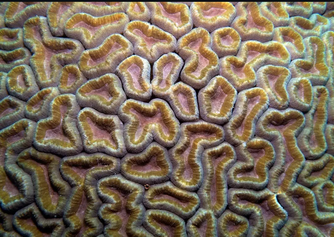 Friday's Reef dive — Nov 27, 2025
