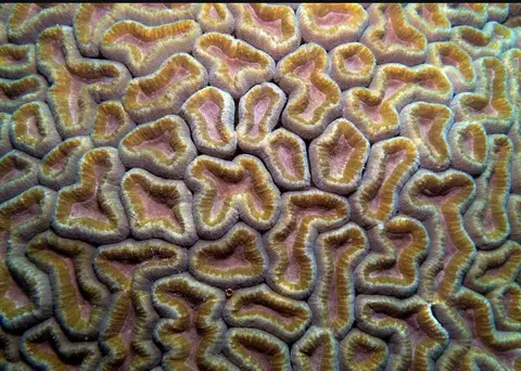 Friday's Reef dive — Nov 27, 2025