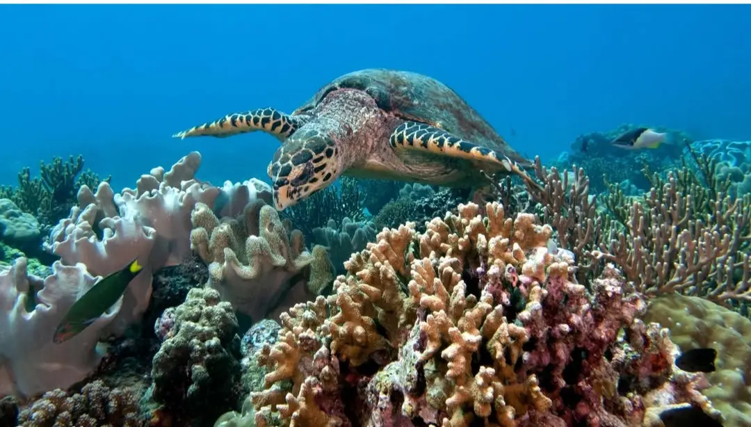 Friday's Reef dive — Aug 17, 2025