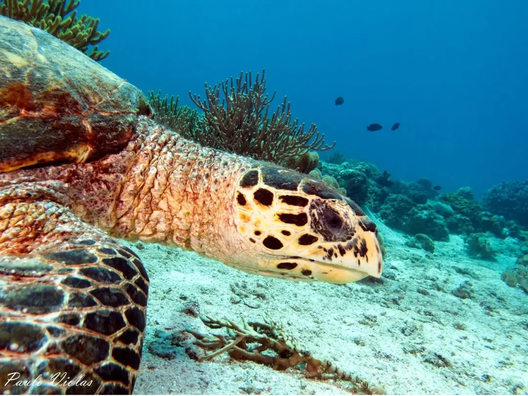 Friday's Reef dive — May 22, 2025