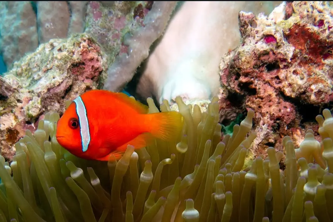 Friday's Reef dive — Apr 21, 2026