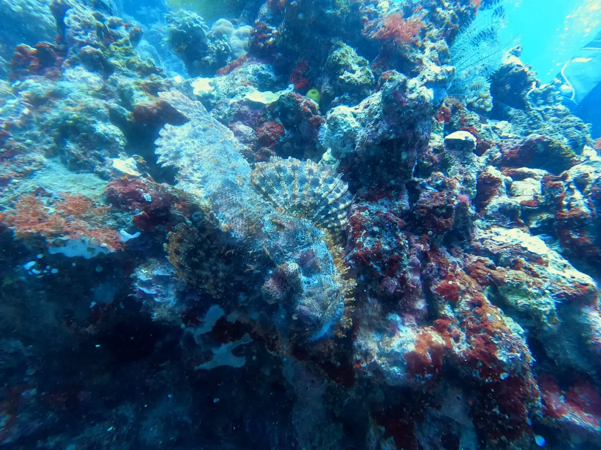 Friday's Rock dive — Nov 1, 2024