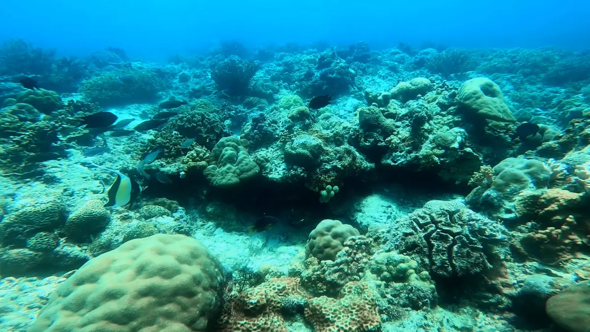 Friday's Rock dive — Sep 24, 2024