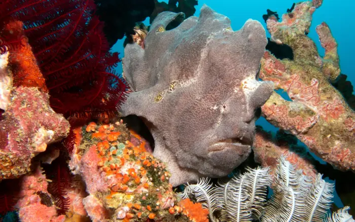 Diniwid dive site, Boracay — photo 3
